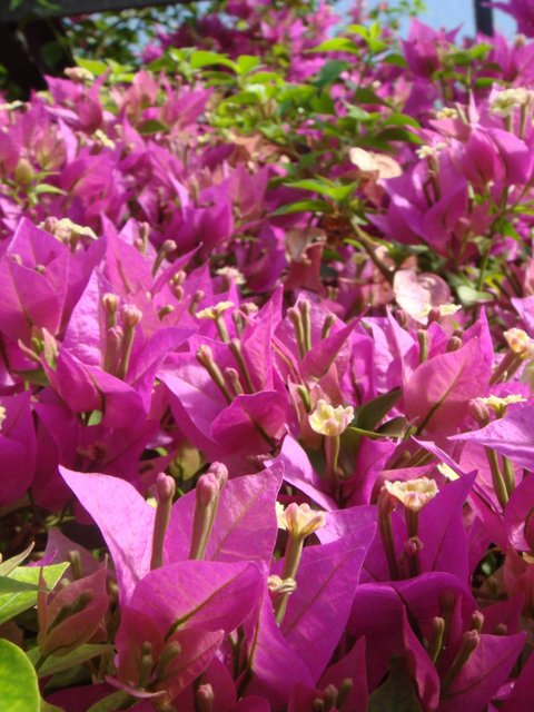 Bougainvillea scabra fleur